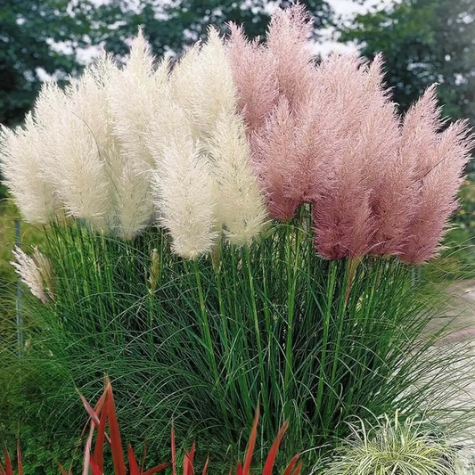 100 Pampas Grass Seeds | Ornamental Feather Grass