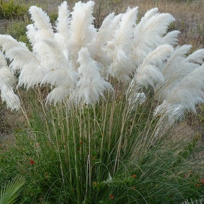 100 Pampas Grass Seeds | Ornamental Feather Grass
