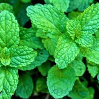 Close-up of green mint leaves HarvestNest Seeds