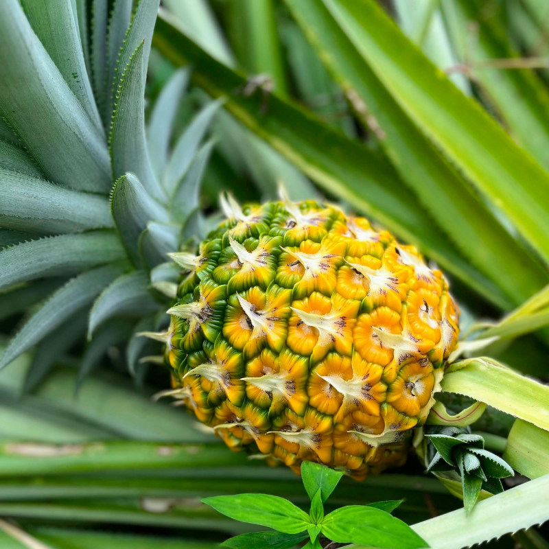 Pineapple Fruit Plant Seeds