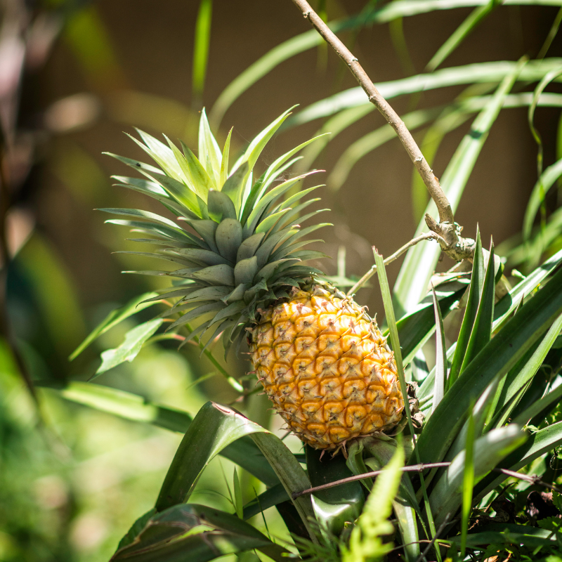 Pineapple Fruit Plant Seeds