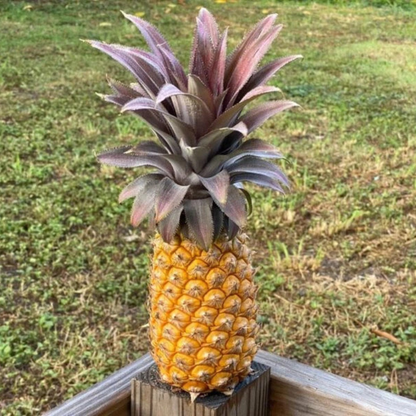 Pineapple Fruit Plant Seeds