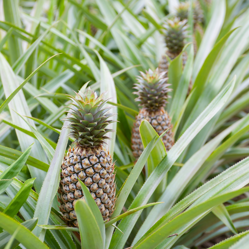 Fresh, ripe pineapples growing naturally in a lush green tropical garden. HarvestNest Seeds