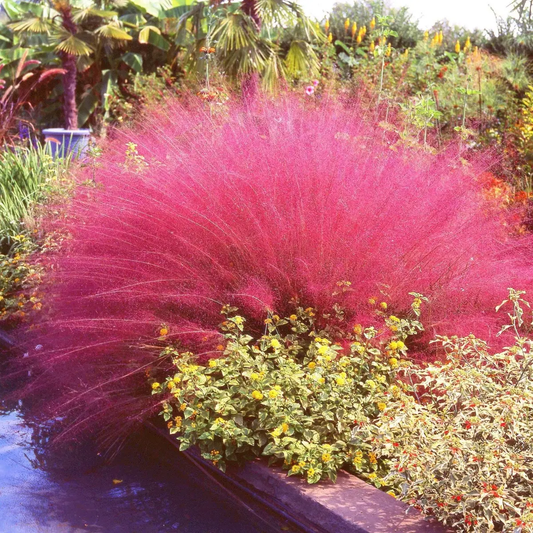 Pink grasses and green plants by a body of water with trees in the background - HarvestNest Seeds