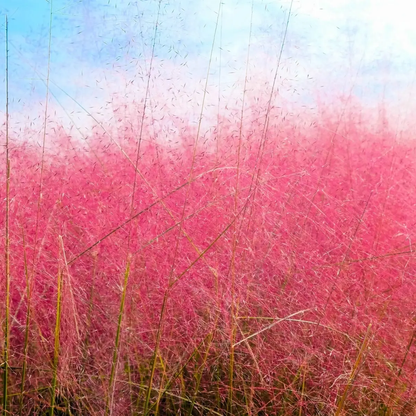 Pink grass against a blue sky - HarvestNest Seeds