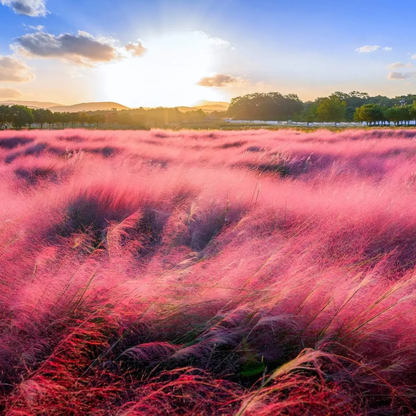 Pink grass field with a sunset sky - HarvestNest Seeds