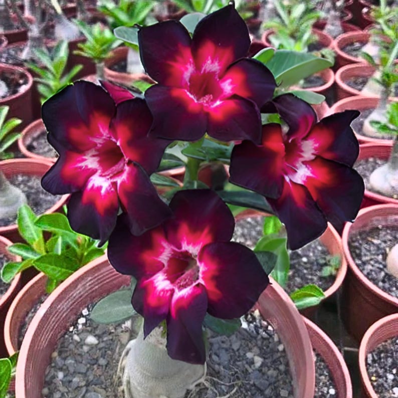 4 Pink Black White Desert Rose (Adenium obesum) Seeds