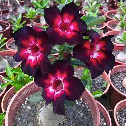 4 Pink Black White Desert Rose (Adenium obesum) Seeds