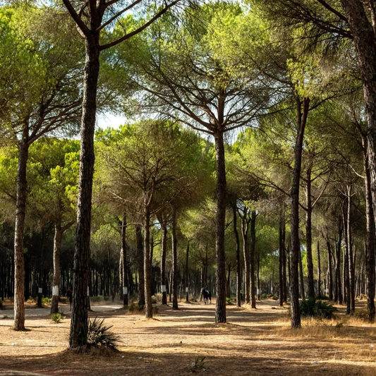 10 Italian Stone Pine Seeds (Pinus pinea) | Edible Pine Nuts Tree
