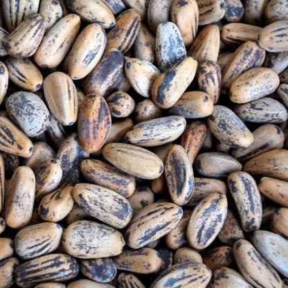 10 Italian Stone Pine Seeds (Pinus pinea) | Edible Pine Nuts Tree