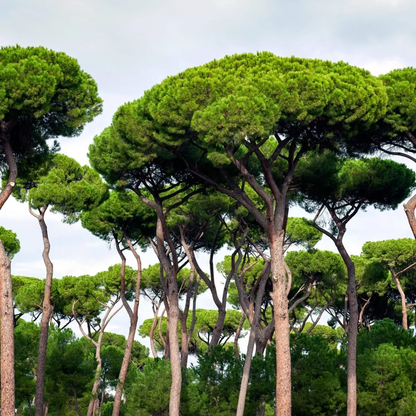 10 Italian Stone Pine Seeds (Pinus pinea) | Edible Pine Nuts Tree
