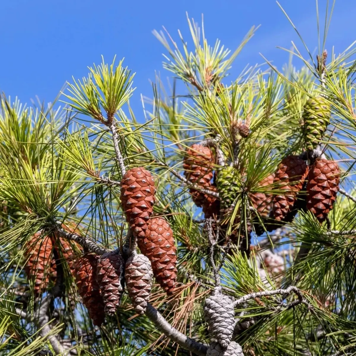 10 Italian Stone Pine Seeds (Pinus pinea) | Edible Pine Nuts Tree