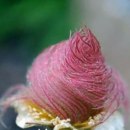 Close-up of a pinkish-brown spiky seed pod with a blurred green background - HarvestNest Seeds