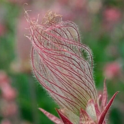 Close-up of a plant with red and green leaves against a blurred natural background - HarvestNest Seeds