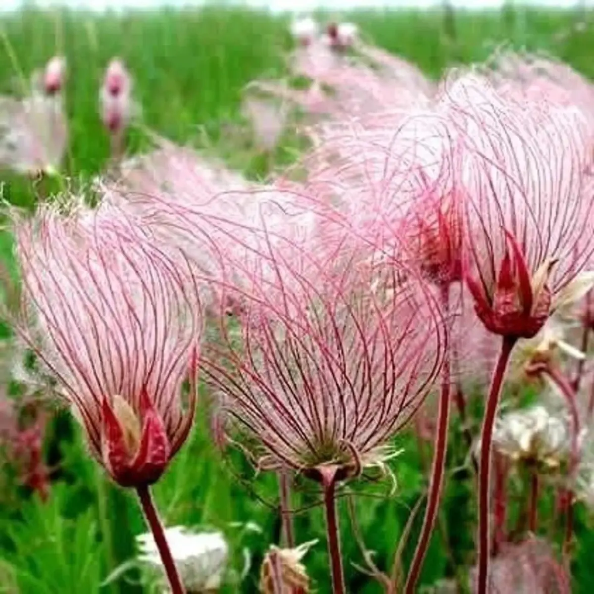 Pink wildflowers with feathery seed heads in a field - HarvestNest Seeds