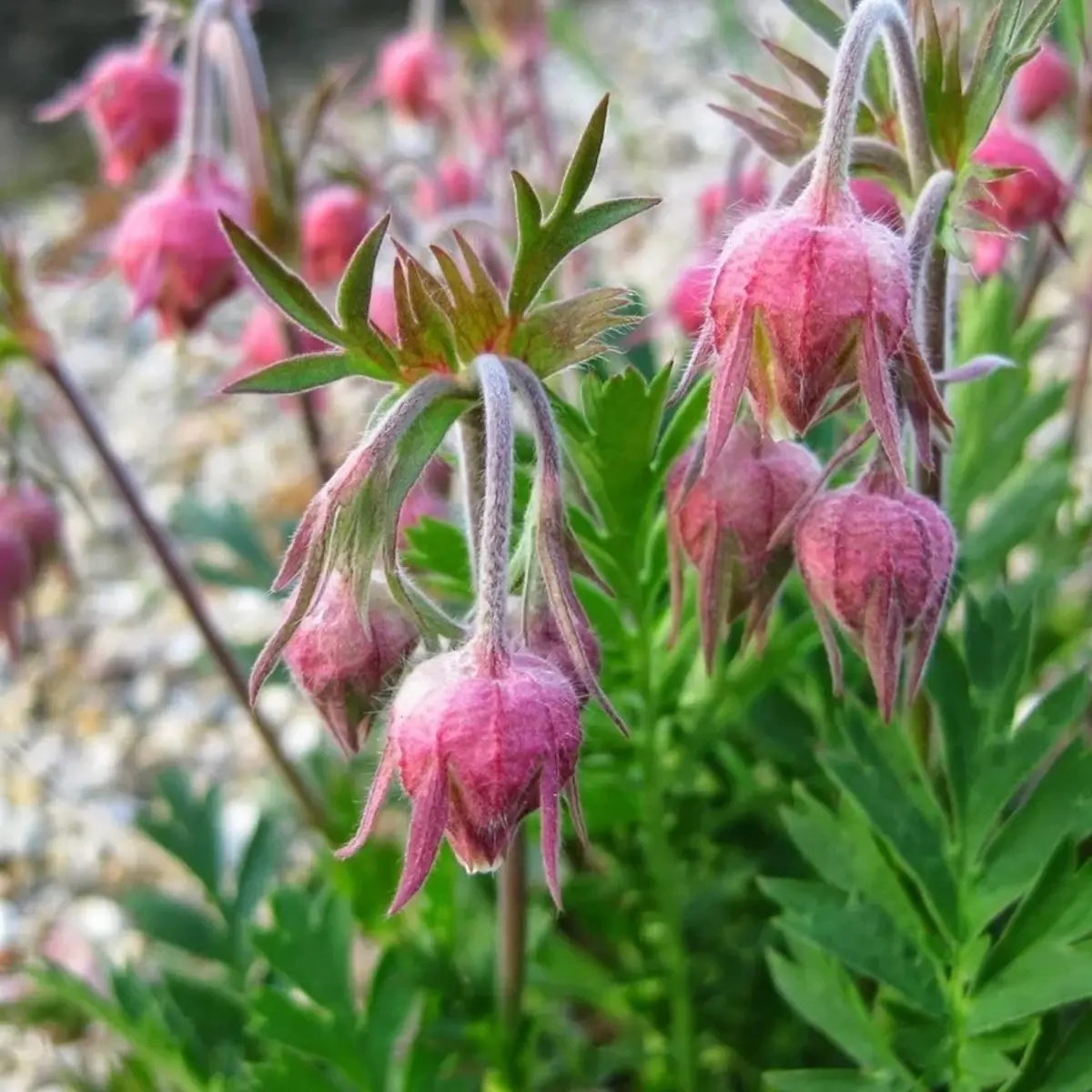 Pink flowers with green leaves in a natural setting - HarvestNest Seeds