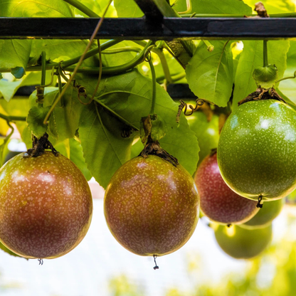 Purple Passion Fruits ripening on healthy climbing vines, perfect for tropical gardens and home fruit growing. HarvestNest Seeds