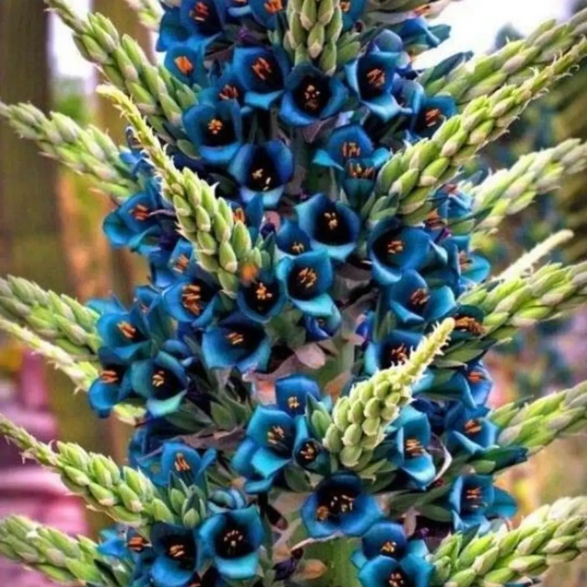 Close-up of blue flowers with green stems against a blurred background - HarvestNest Seeds