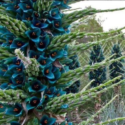Teal flowers with green stems against a natural background - HarvestNest Seeds