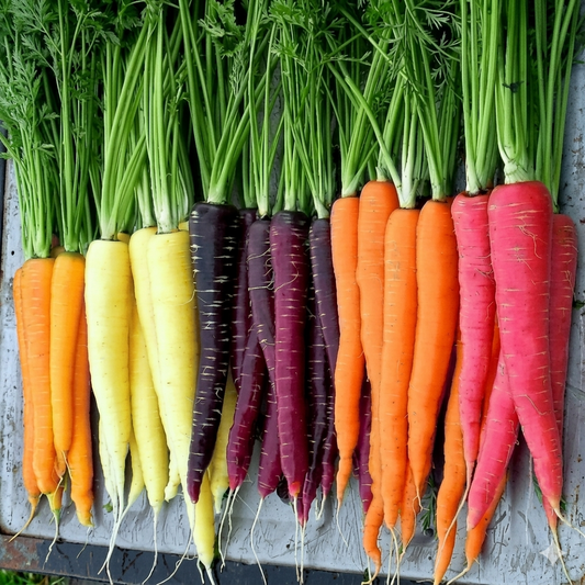 Multicolored carrots including orange, yellow, purple, and pink - HarvestNest Seeds