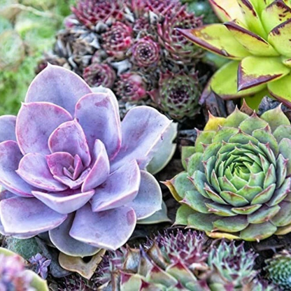 Vibrant rare Echeveria succulents mix in full bloom. HarvestNest Seeds