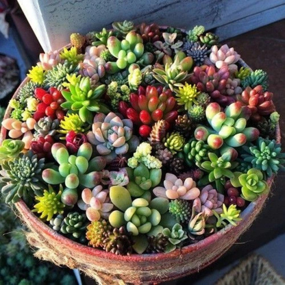 100 Rare Echeveria Succulents Mix Seeds – Gorgeous Low-Maintenance Succulents