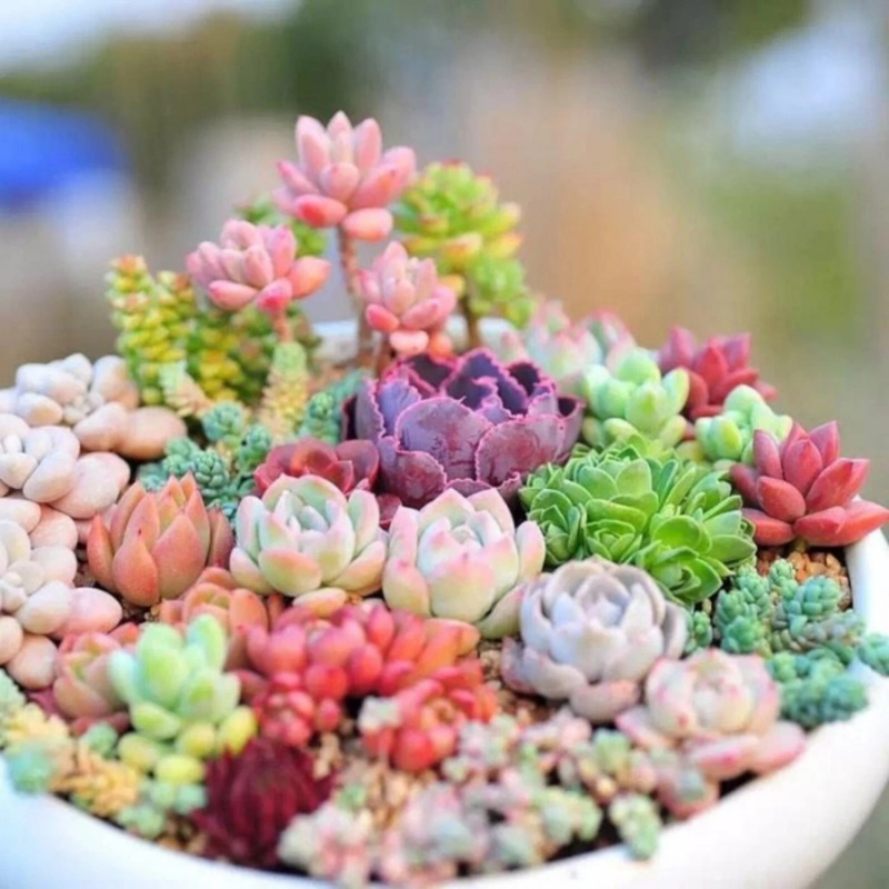 100 Rare Echeveria Succulents Mix Seeds – Gorgeous Low-Maintenance Succulents