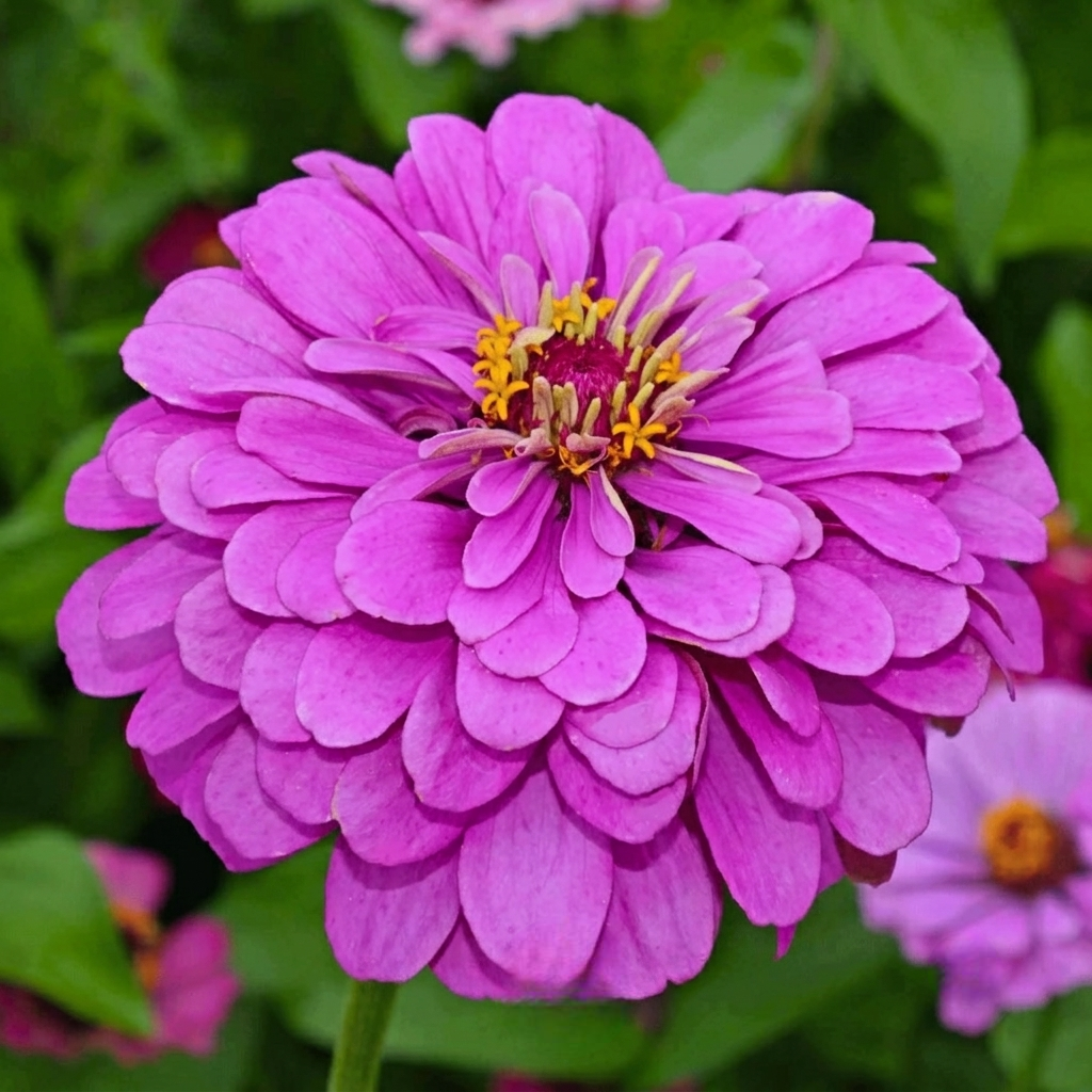 100 Raspberry Sorbet Zinnia Seeds – Heirloom Large Double Blooms