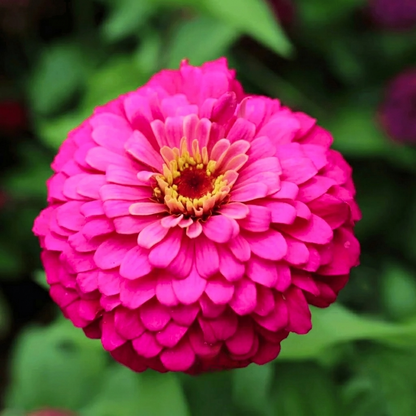 100 Raspberry Sorbet Zinnia Seeds – Heirloom Large Double Blooms