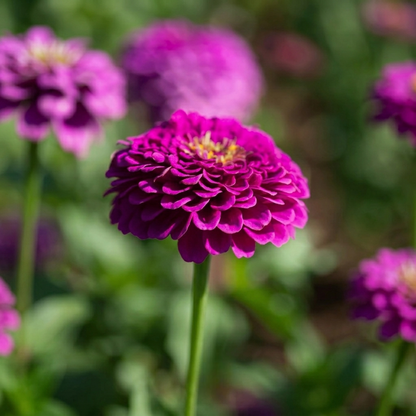 100 Raspberry Sorbet Zinnia Seeds – Heirloom Large Double Blooms