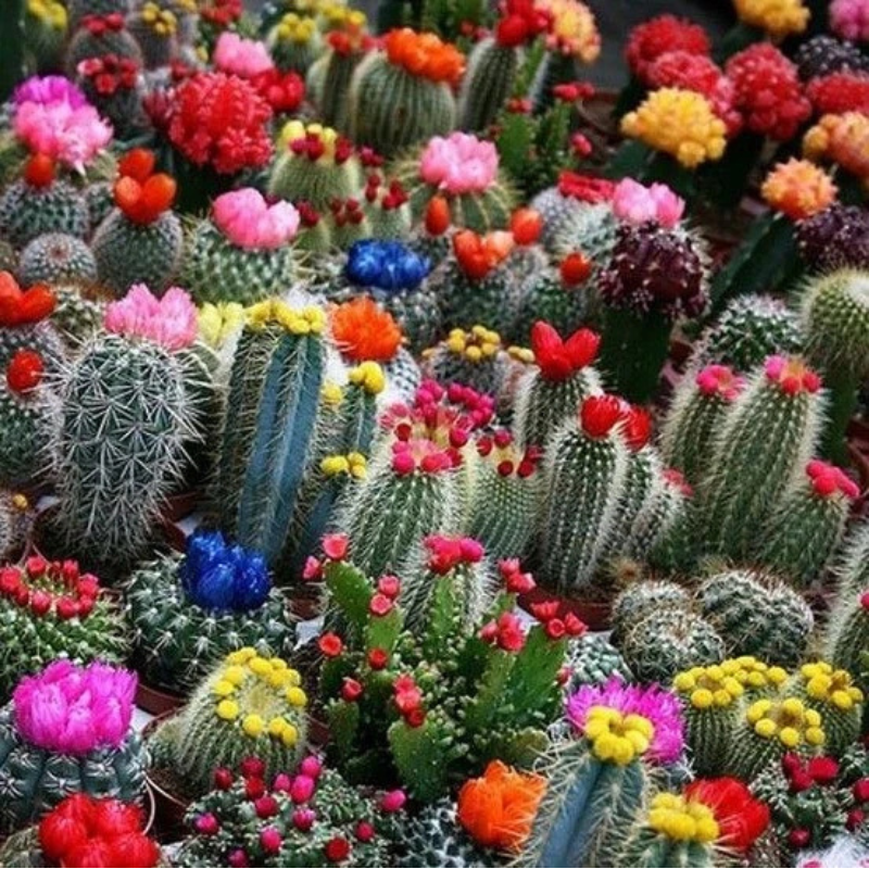 25 Rebutia Variety Mix Exotic Flowering Cactus Seeds