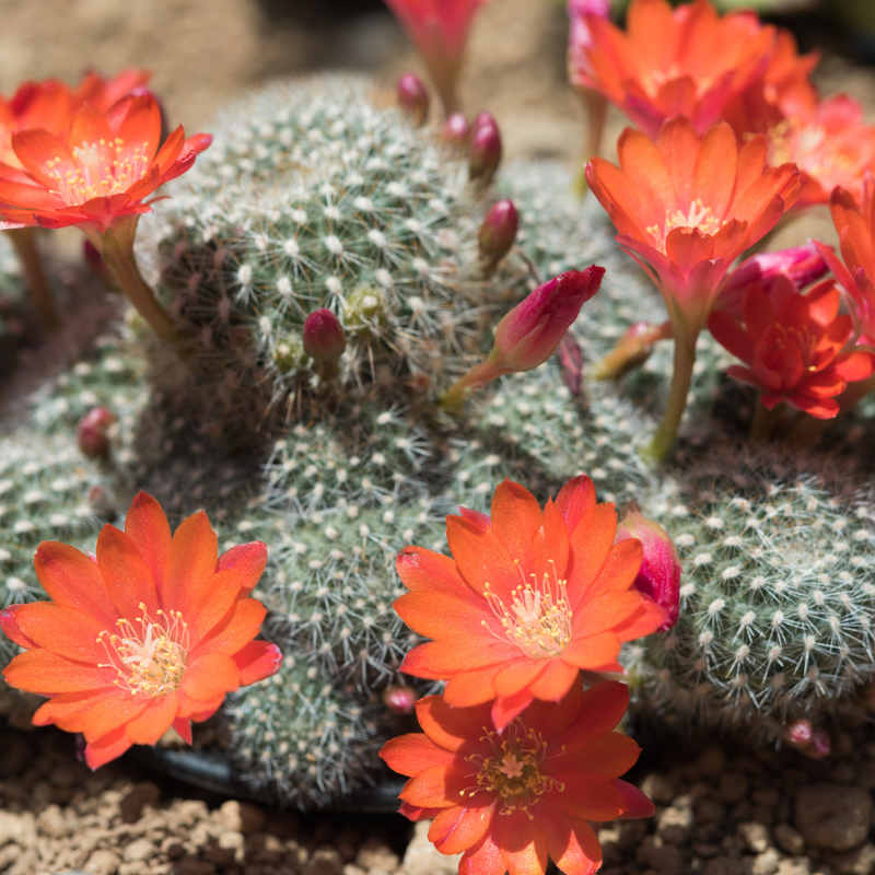 25 Rebutia Variety Mix Exotic Flowering Cactus Seeds