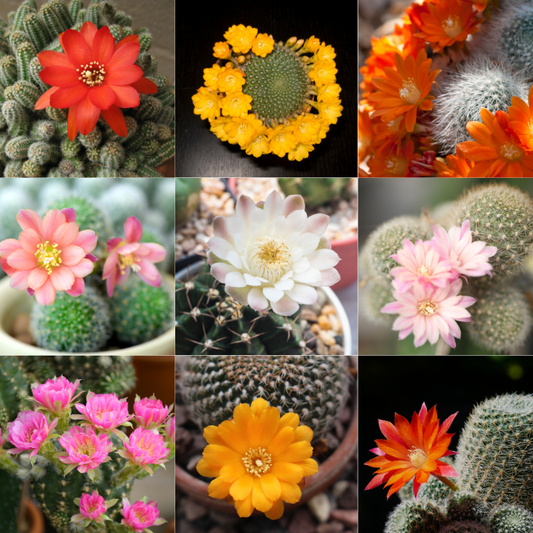 Vibrant Rebutia cactus flowers in assorted colors blooming beautifully. HarvestNest Seeds