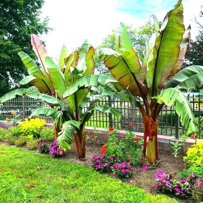 Large banana plants in a garden with flowers and a fence in the background - HarvestNest Seeds