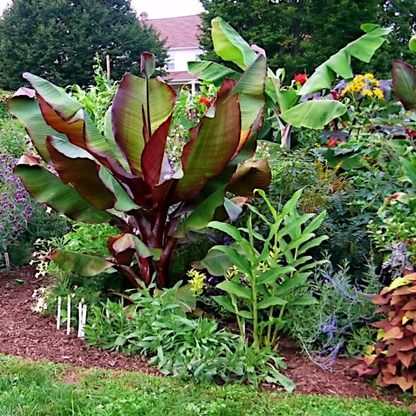 Garden scene with large green and brown leaves, flowers, and mulch. HarvestNest Seeds