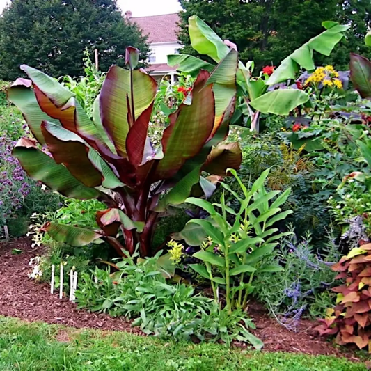 Garden scene with large green and brown leaves, flowers, and mulch. HarvestNest Seeds