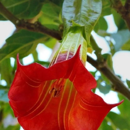 Red flower with green leaves on a blurred natural background - HarvestNest Seeds