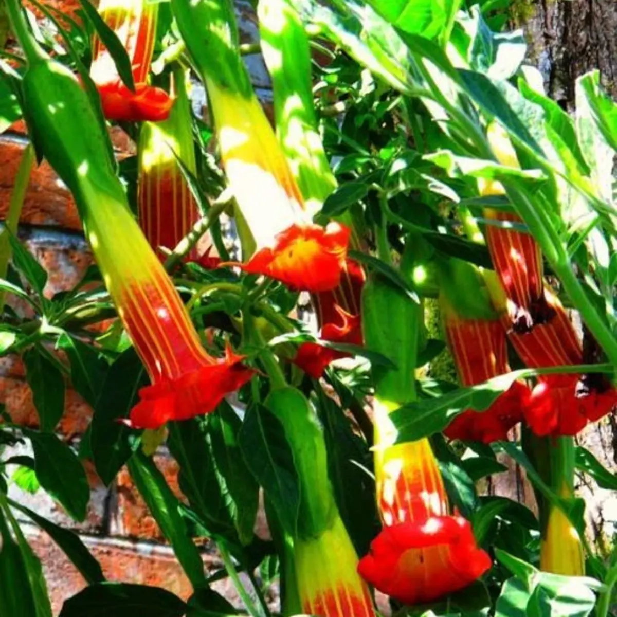 Red and yellow angel trumpet flowers growing in a garden. HarvestNest Seeds