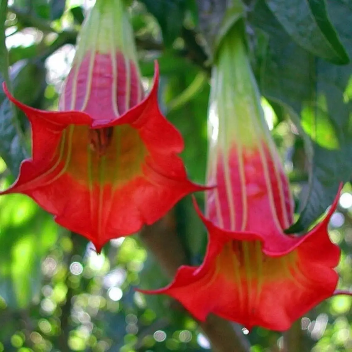 Red and yellow flowers with green leaves in the background - HarvestNest Seeds