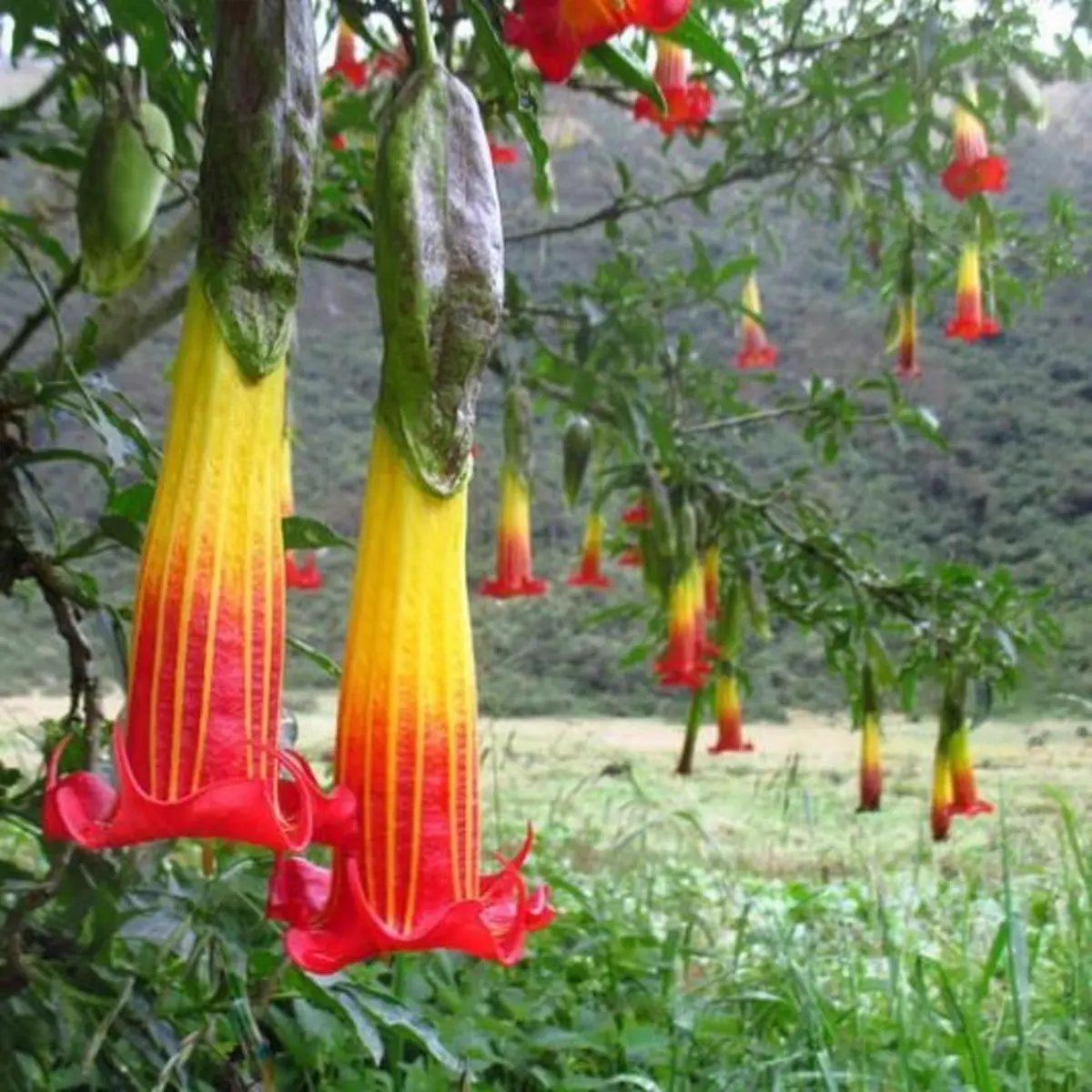 10 Red Angel Trumpet Seeds