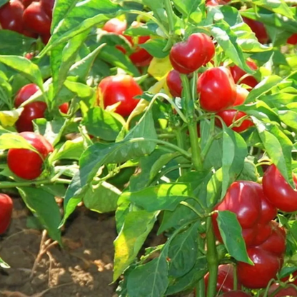 100 Red Cherry Hot Pepper Seeds – Cherry Bomb (Heirloom, NON-GMO)