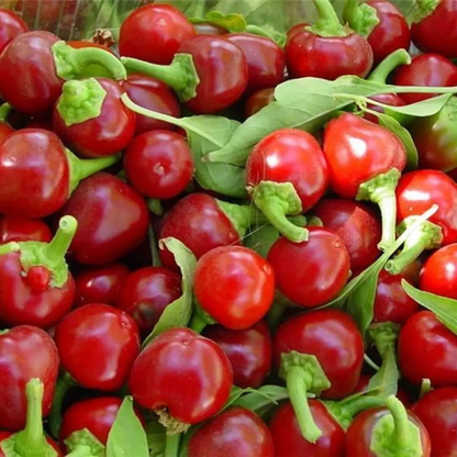 100 Red Cherry Hot Pepper Seeds – Cherry Bomb (Heirloom, NON-GMO)