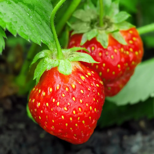 Two red strawberries with green leaves on a plant. HarvestNest Seeds