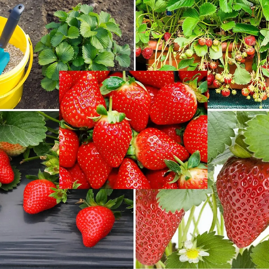 Collage of strawberries in various stages of growth and harvest. HarvestNest Seeds