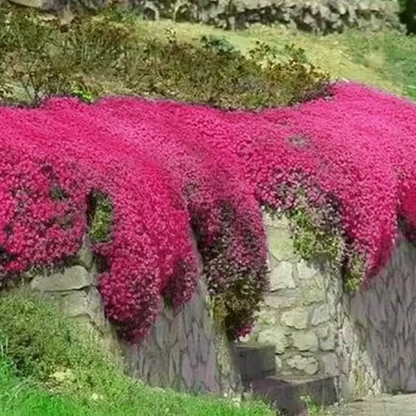 Pink flowering plants covering a stone archway in a garden setting - HarvestNest Seeds