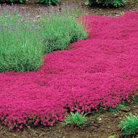 Pink and green plants in a garden setting - HarvestNest Seeds