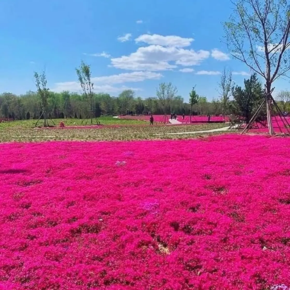 Field of pink flowers with a clear blue sky and trees in the background - HarvestNest Seeds