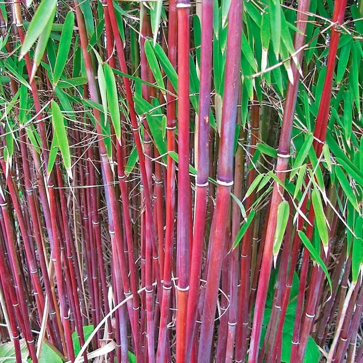 Bamboo plants with red-purple stalks and green leaves. HarvestNest Seeds