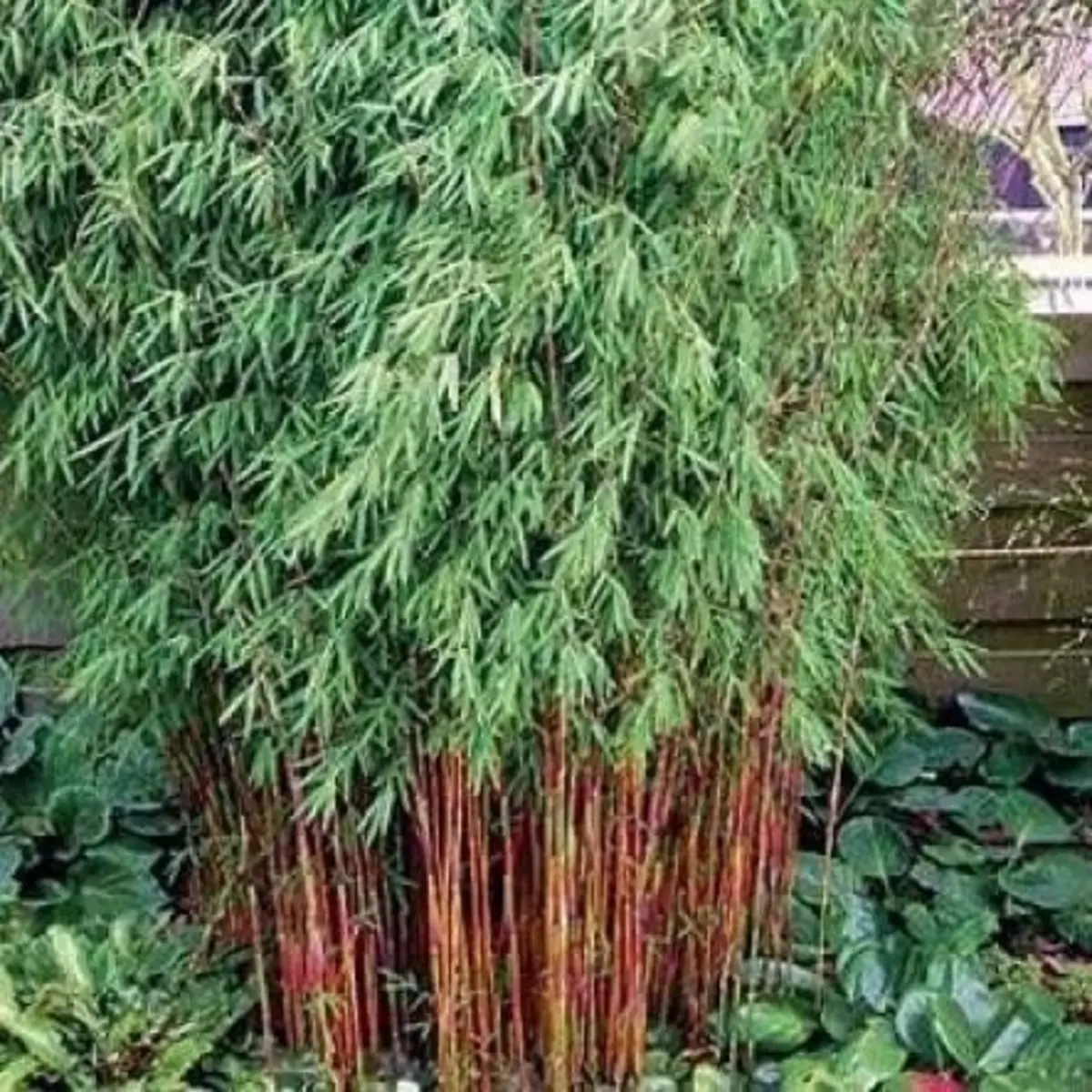 Tall green shrub with red stems in a garden setting - HarvestNest Seeds