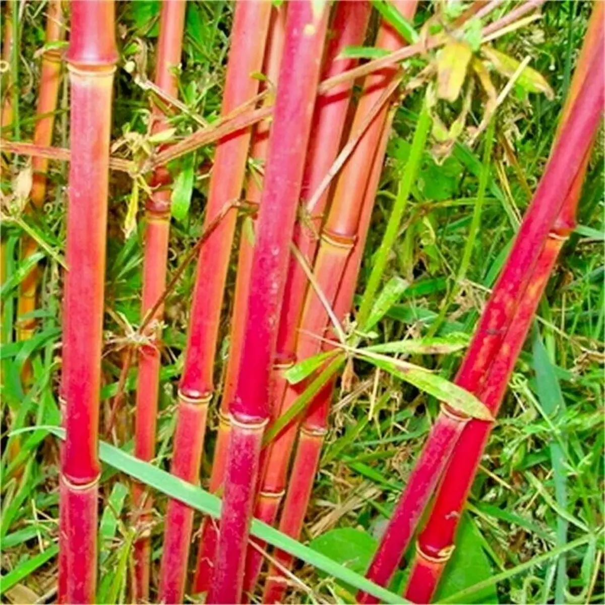 Red bamboo stalks among green grass - HarvestNest Seeds